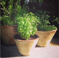 Growing Wishes Herb