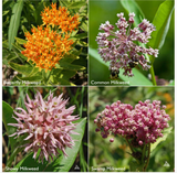 Garden Sprinkles
